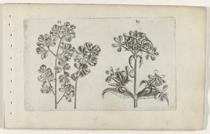 Wall Fern and Soapwort by Crispijn van de Passe (I) (attributed to)