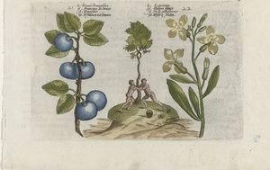 Plum and Wallflower by Crispijn van de Passe (I) (attributed to)