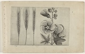Rye and Hollyhock (Cognoscite lilia) by Crispijn van de Passe (I) (attributed to)