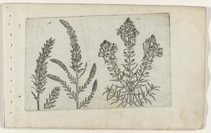 Tamarisk and Snapdragon by Crispijn van de Passe (I) (attributed to)