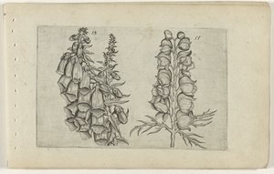 Foxglove and Blue Monkshood