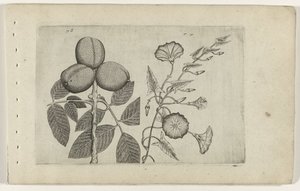 Walnut Tree and Bindweed (Cognoscite lilia)