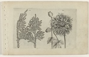 Seven-Tree and Poppy (Cognoscite lilia) by Crispijn van de Passe (I) (attributed to)