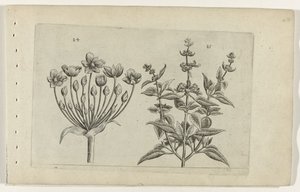 Flowering Rush and Small-Flowered Sage (Cognoscite lilia)