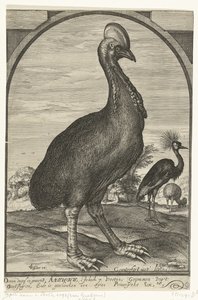 Cassowary Brought by Willem Jacobsz from the East Indies and Presented to Prince Maurits, 1614 by Crispijn van den Queborn (attributed to)