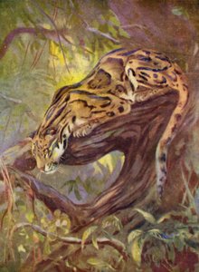 At the Zoo: Clouded Leopard by Cuthbert Edmund Swan