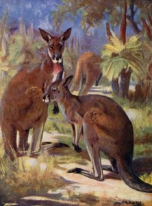 At the Zoo: Kangaroos
