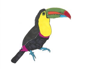 Toucan