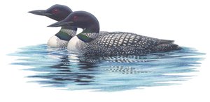 Common loons by Damstra Emily