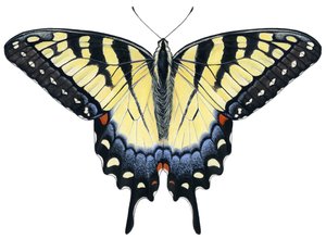 Tiger Swallowtail Butterfly by Damstra Emily
