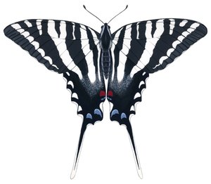 Zebra Swallowtail butterfly by Damstra Emily
