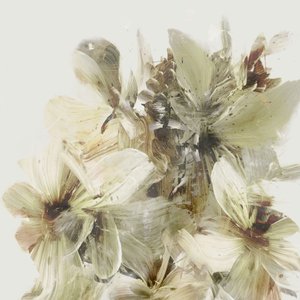 Hill Flowers by Dan Hobday