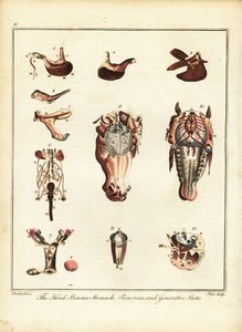 Anatomy of a horse by Daniel (after) Dodd