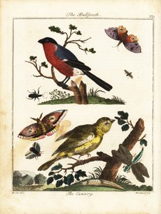 Bullfinch, Canary, Butterfly, Moth, etc. by Daniel (after) Dodd