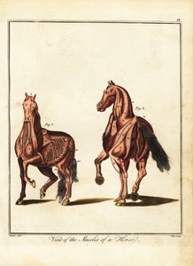 Musculature of a horse by Daniel (after) Dodd
