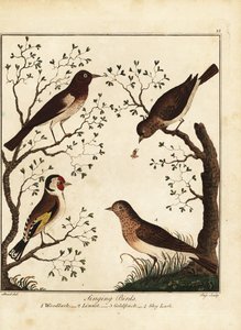 Songbirds: woodlark, linnet, goldfinch, sky lark by Daniel (after) Dodd