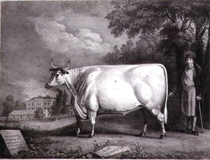 The Baron, a Prize Shorthorn (The Nannau White Cow) Engraved by Charles Joseph Hullamandel