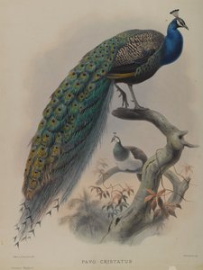 Common Pea Fowl by Daniel Giraud and Gould John Elliott