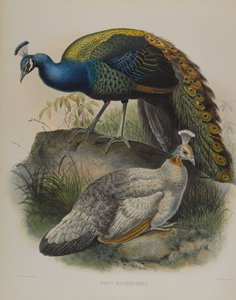 Black Shouldered Pea Fowl by Daniel Giraud and Gould John Elliott