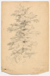 Study of Hemlock near White Lake
