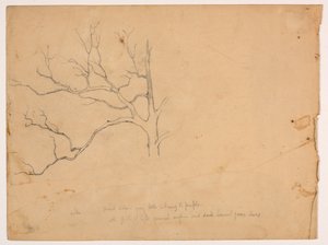 Study of a Dead Oak Tree