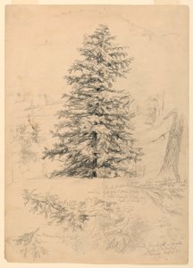 Study of a Hemlock, North Conway, New Hampshire by Daniel Huntington