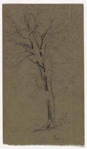 Study of an Elm