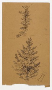 Young Pines