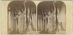 Julius von Haast and Moa, Canterbury Museum, c.1867