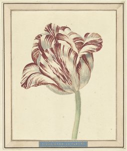 Tulip, named Bisar, Cardinal de Fleuri