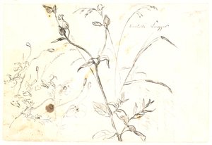 Plant Studies by Dankvart Dreyer