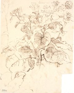 Plant Studies