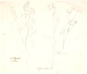 Plant Studies by Dankvart Dreyer