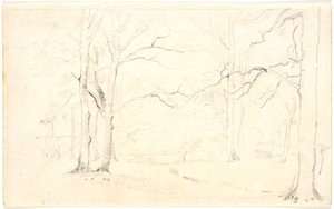 Forest Interior