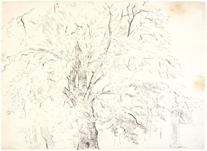 Study of a Mighty Tree Crown by Dankvart Dreyer