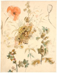 Studies of Various Flowers, Including Poppies