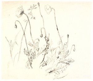 Poppies by Dankvart Dreyer