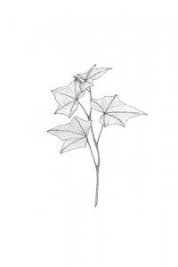 Botanical Line Art