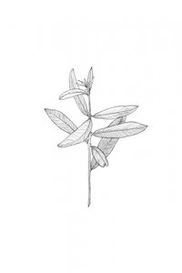Elegant Botanical Leaves