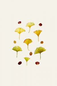 Ginkgo Leaves and Seeds by Danushka Abeygoda