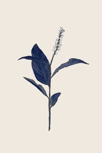 Indigo Botanical Study by Danushka Abeygoda