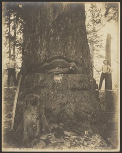 17 Feet Diameter Fir Tree near McMurray, Washington by Darius Kinsey