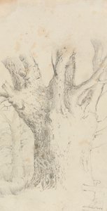 Tree by David Charles Read