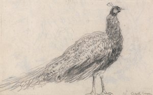 Peacock at Capel Curig