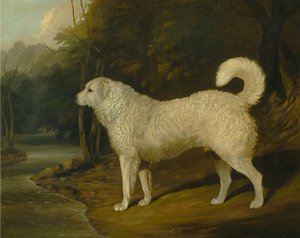 Portrait of a Dog, Ross by David Dalby of York