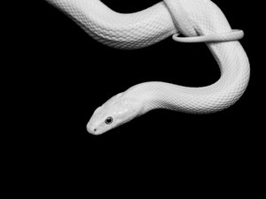 Albino Snake Portrait by David Drake