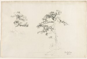 Pine, Lake George, 1871 by David Johnson