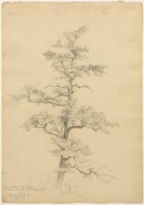 Pine Tree, Conway, New Hampshire (recto), Landscape and Tree Studies (verso), c. 1851