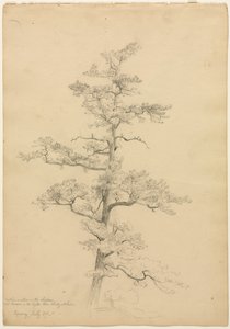 Pine Tree, Conway, New Hampshire (recto), c. 1851