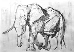 African Bull Elephant, 2019